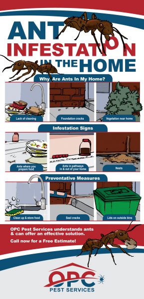 OPC-Pest-Services-Ant-Infestation-In-The-Home-Infographic