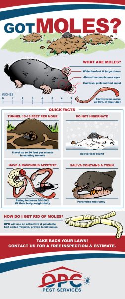 OPC-Pest-Services-Got-Moles-Infographic